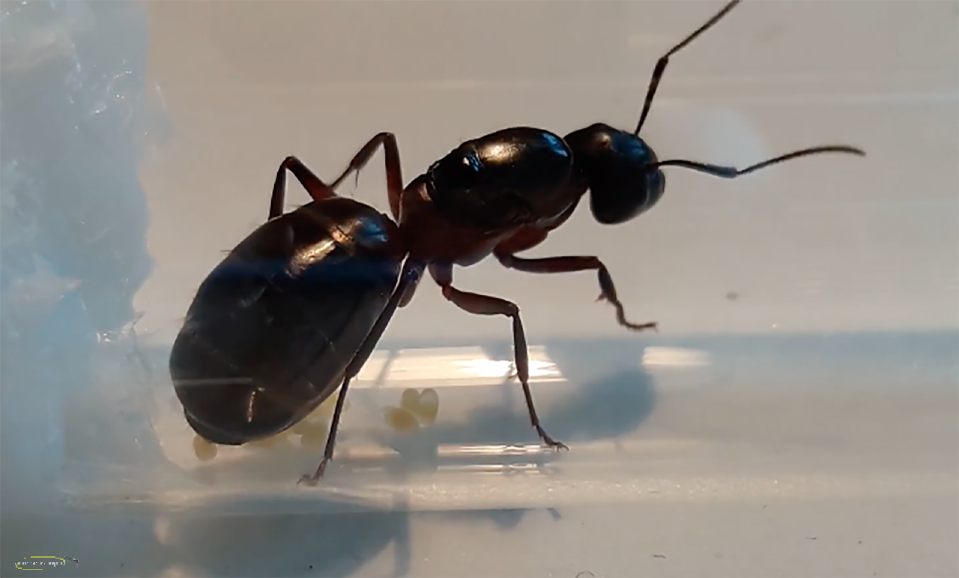 Camponotus ligniperdus (Braunschwarze Rossameise)